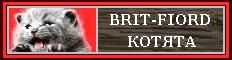 Питомник кошек BRIT-FIORD. Британцы в Питере!